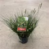 PENNISETUM 19 CM ALOP. LITTLE BUNNY